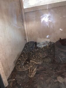 Re della Savana - Avvistamento Leoni Emozione pura nell’incontro ravvicinato con la fauna selvatica keniana.