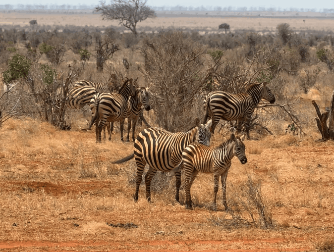 Zebras in Kenya Safari